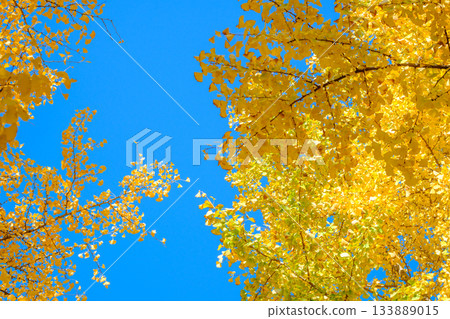 Golden ginkgo leaves under the blue sky Golden ginkgo leaves under the blue sky 133889015