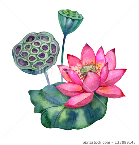 Hand painted lotus flower with lush green leaves and detailed seed pods. Calm botanical illustration inspired by nature and Asian aesthetics. Perfect for cards, prints, packaging, wellness and spa Hand painted lotus flower with lush green leaves and detailed seed pods. Calm botanical illustration inspired by nature and Asian aesthetics. Perfect for cards, prints, packaging, wellness and spa 133889143