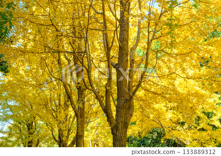 Golden Autumn Ginkgo Forest Landscape Golden Autumn Ginkgo Forest Landscape 133889312
