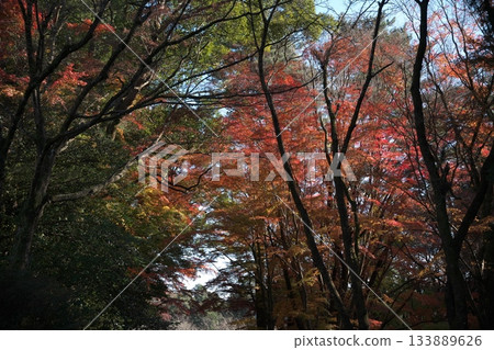 Autumn leaves at Kirishima Shrine in Kirishima City, Kagoshima Prefecture Autumn leaves at Kirishima Shrine in Kirishima City, Kagoshima Prefecture 133889626