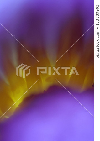 Close-up of a purple lotus flower, partially in focus. Close-up of a purple lotus flower, partially in focus. 133889903