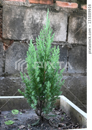 Small pine tree in a pot 133889916