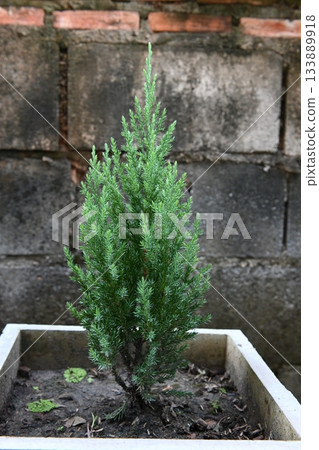 Small pine tree in a pot 133889918