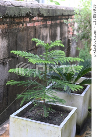 Small pine tree in a pot Small pine tree in a pot 133889919