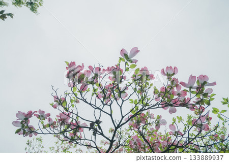 dogwood, In Bloom, bloom 133889937