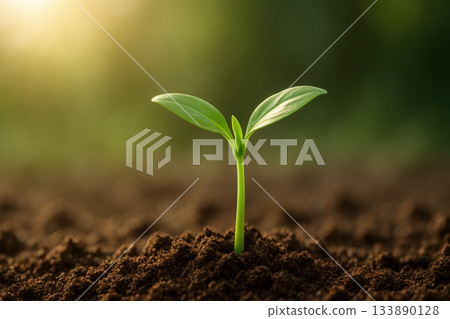 Young plant emerges from rich soil, symbolizing growth and renewal serene environment. soft sunlight enhances vibrant green leaves, creating 133890128