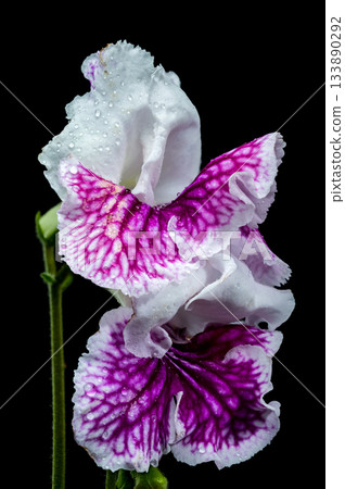 Purple and White Streptocarpus Flower Close-Up Purple and White Streptocarpus Flower Close-Up 133890292