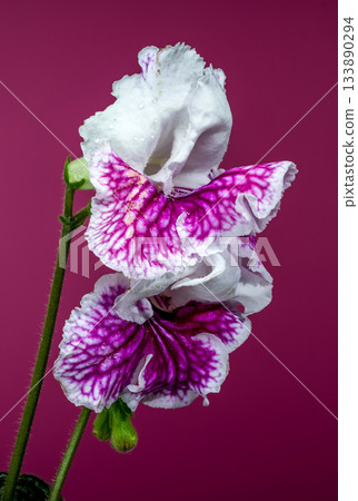 Stunning Streptocarpus Flower with Magenta Stripes Against a Bold Background Stunning Streptocarpus Flower with Magenta Stripes Against a Bold Background 133890294