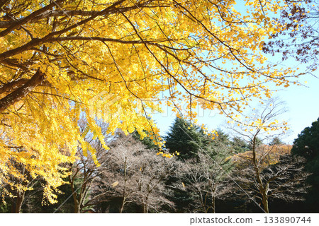 Ginkgo's autumn leaves Ginkgo's autumn leaves 133890744