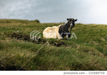 Sheep grazing on green grass near the famous Kallur Lighthouse, Kalsoy, Faroe Islands, with dramatic coastal cliffs and ocean views. Sheep grazing on green grass near the famous Kallur Lighthouse, Kalsoy, Faroe Islands, with dramatic coastal cliffs and ocean views. 133890759
