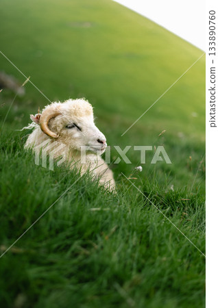 Sheep grazing on green grass near the famous Kallur Lighthouse, Kalsoy, Faroe Islands, with dramatic coastal cliffs and ocean views. Sheep grazing on green grass near the famous Kallur Lighthouse, Kalsoy, Faroe Islands, with dramatic coastal cliffs and ocean views. 133890760