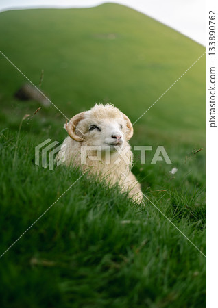 Sheep grazing on green grass near the famous Kallur Lighthouse, Kalsoy, Faroe Islands, with dramatic coastal cliffs and ocean views. Sheep grazing on green grass near the famous Kallur Lighthouse, Kalsoy, Faroe Islands, with dramatic coastal cliffs and ocean views. 133890762
