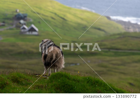Sheep grazing on green grass near the famous Nordladur, Faroe Islands, with dramatic coastal cliffs and ocean views. Sheep grazing on green grass near the famous Nordladur, Faroe Islands, with dramatic coastal cliffs and ocean views. 133890772
