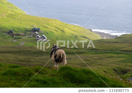 Sheep grazing on green grass near the famous Nordladur, Faroe Islands, with dramatic coastal cliffs and ocean views. Sheep grazing on green grass near the famous Nordladur, Faroe Islands, with dramatic coastal cliffs and ocean views. 133890773