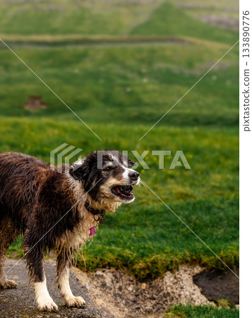 Black and white border collie resting alertly in lush green grass, classic sheepdog pose. 133890776