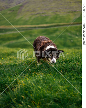 Black and white border collie resting alertly in lush green grass, classic sheepdog pose. 133890778