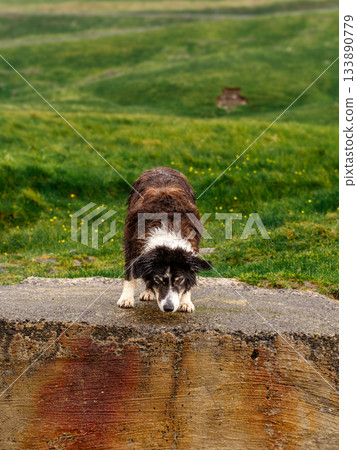 Black and white border collie resting alertly in lush green grass, classic sheepdog pose. 133890779