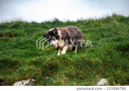 Black and white border collie resting alertly in lush green grass, classic sheepdog pose. Black and white border collie resting alertly in lush green grass, classic sheepdog pose. 133890780