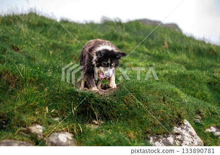 Black and white border collie resting alertly in lush green grass, classic sheepdog pose. Black and white border collie resting alertly in lush green grass, classic sheepdog pose. 133890781