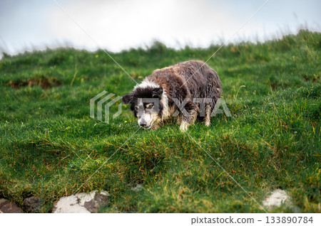 Black and white border collie resting alertly in lush green grass, classic sheepdog pose. Black and white border collie resting alertly in lush green grass, classic sheepdog pose. 133890784