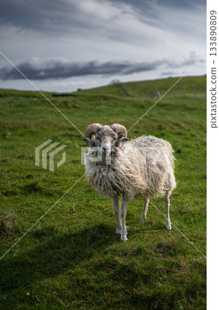 Sheep grazing on the green hills of Nolsoy, Faroe Islands, with scenic coastal views and traditional Nordic landscape. Sheep grazing on the green hills of Nolsoy, Faroe Islands, with scenic coastal views and traditional Nordic landscape. 133890809