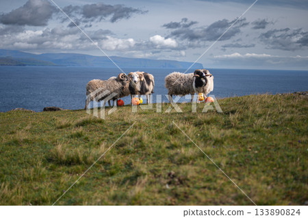 Sheep grazing on the green hills of Nolsoy, Faroe Islands, with scenic coastal views and traditional Nordic landscape. Sheep grazing on the green hills of Nolsoy, Faroe Islands, with scenic coastal views and traditional Nordic landscape. 133890824