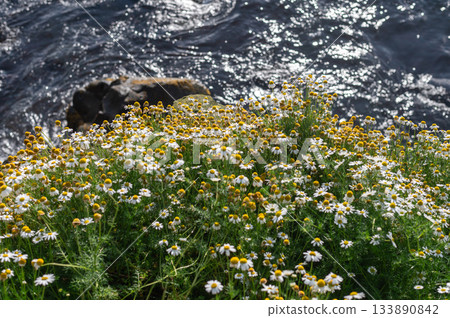 Low clouds hang over the remote Scandinavian island of Nolsoy in the Faroe Islands. Dramatic landscape of grass covered mountains and basalt columns along the coastline. High quality photo 133890842