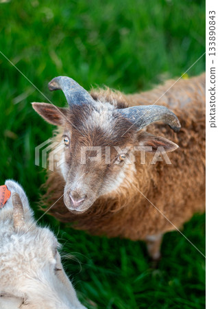 Sheep grazing on the green hills of Nolsoy, Faroe Islands, with scenic coastal views and traditional Nordic landscape. Sheep grazing on the green hills of Nolsoy, Faroe Islands, with scenic coastal views and traditional Nordic landscape. 133890843