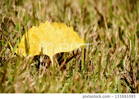 Autumnal leaves ginkgo leaves 133891095