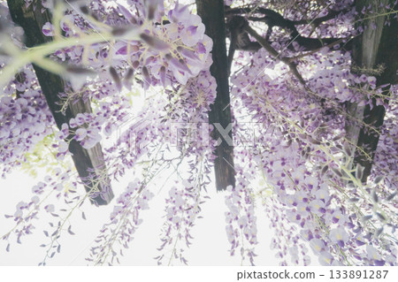 紫藤 花朵 花 133891287