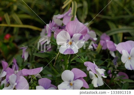 Purple pansy 133891319