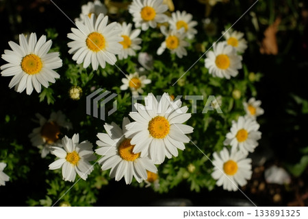 Margaret flowers in full bloom 133891325