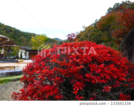 A park colored with autumn leaves A park colored with autumn leaves 133891336