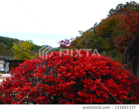 秋葉環繞著花朵。 秋葉環繞著花朵。 133891337