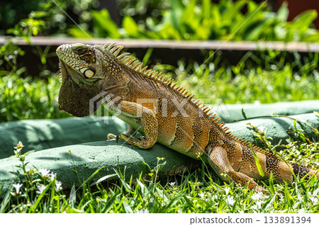 The Green Iguana is a large species of lizard native to Central and South America. The Green Iguana is a large species of lizard native to Central and South America. 133891394