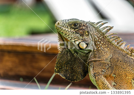 The Green Iguana is a large species of lizard native to Central and South America. 133891395