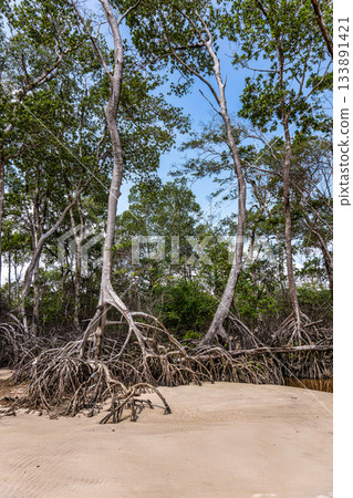Barra velha beach at Soure, Marajo in Para, Brazil. Beautiful beach and mangrove trees with their great crooked roots Barra velha beach at Soure, Marajo in Para, Brazil. Beautiful beach and mangrove trees with their great crooked roots 133891421