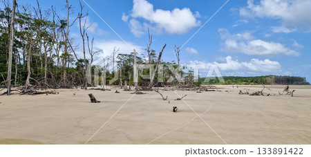 Barra velha beach at Soure, Marajo in Para, Brazil. Beautiful beach and mangrove trees with their great crooked roots Barra velha beach at Soure, Marajo in Para, Brazil. Beautiful beach and mangrove trees with their great crooked roots 133891422
