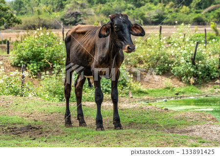 Wild Water Buffalo at Soure on Marajo Island in Brazil 133891425