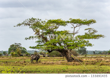 Water Buffalos at a rural property called Fazenda at Soure in Marajo Island, Brazil. Water Buffalos at a rural property called Fazenda at Soure in Marajo Island, Brazil. 133891435
