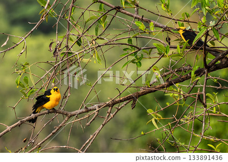 An Oriole blackbird, Gymnomystax mexicanus at a rural property called Fazenda at Soure in Marajo Island, Brazil. An Oriole blackbird, Gymnomystax mexicanus at a rural property called Fazenda at Soure in Marajo Island, Brazil. 133891436