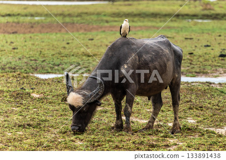Water Buffalo with a bird on its back at a rural property called Fazenda at Soure in Marajo Island, Brazil. Water Buffalo with a bird on its back at a rural property called Fazenda at Soure in Marajo Island, Brazil. 133891438