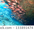 深海魚 133891474