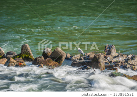 京都市伏見區，三須新井堰流出的水流湍急，匯入宇治川。 133891551