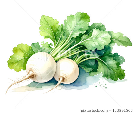 新鮮蘿蔔水彩插圖 133891563