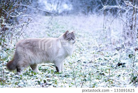 birman cat in nature birman cat in nature 133891625