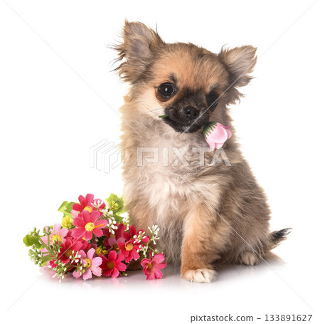 puppy chihuahua in studio 133891627