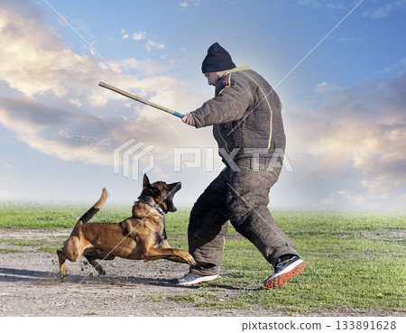 training of belgian shepherd 133891628