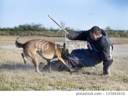 training of belgian shepherd training of belgian shepherd 133891630