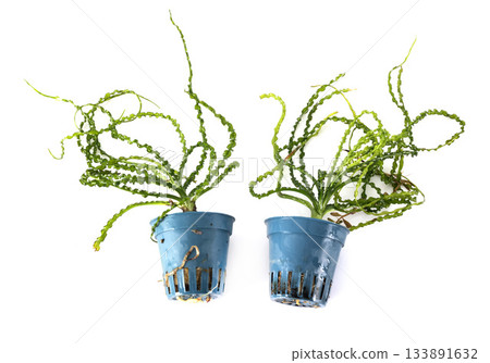 Crinum calamistratum, in studio Crinum calamistratum, in studio 133891632